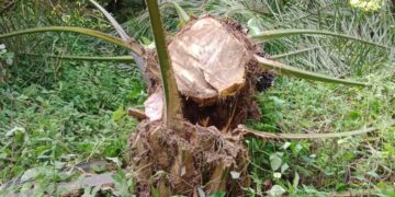 Pak Polisi Kami Minta Segera Tangkap DP cs, Terduga Pelaku Perusakan dan Penganiayaan di Pangkatan