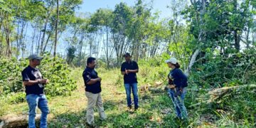 DPP – LSM Tawon : Proyek Penumbangan Karet 500 Hektar PTPN III KANAU Diduga tidak Sesuai SOP