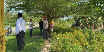 Meriahkan HUT RI ke 78 Tahun 2023, DLH Rohil Gelar Pengecatan Pohon Ketapang