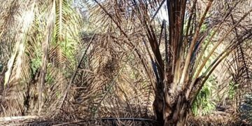 Tangkap Segera Pak Polisi ” Pelaku Kasus Pengrusakan Kelapa Sawit Romian BR. Nainggolan