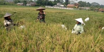 Wujudkan Swasembada Pangan, Serma Wawan Babinsa Desa Kertaraharja Lakukan Pendampingan Panen Padi