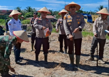 Polsek Panipahan Tanam Jagung Serentak, Dukung Ketahanan Pangan Nasional