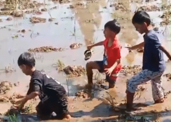 Bunda Nani Kenalkan Alam kepada Alumni PAUD Al Muqodimah Lewat Kegiatan Mencari Tutut di Sawah