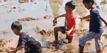 Bunda Nani Kenalkan Alam kepada Alumni PAUD Al Muqodimah Lewat Kegiatan Mencari Tutut di Sawah