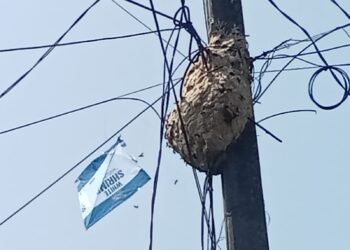Sarang Tawon Berukuran Besar di Tiang Listrik, Resahkan Warga Kampung Cimenteng