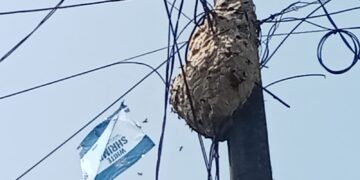 Sarang Tawon Berukuran Besar di Tiang Listrik, Resahkan Warga Kampung Cimenteng