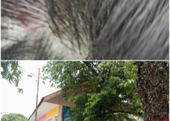 Orangtua Murid TK Bhayangkari Mangkutana Keluhkan Dugaan Bullying dan Kelalaian Guru