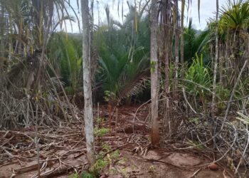 LSM Gerak Indonesia Soroti Dampak Tambang PT Kasmar Tiar Raya di Kolaka Utara