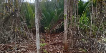 LSM Gerak Indonesia Soroti Dampak Tambang PT Kasmar Tiar Raya di Kolaka Utara