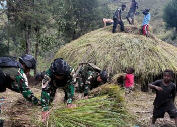 Gotong Royong Renovasi Rumah Adat Honai Papua, Wujud Cinta Satgas Yonif 511/DY