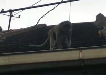 Jembatan Merah Kota Bogor Ramai Monyet, Video Viral di WhatsApp Group
