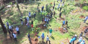 Bank Pohon Nusantara Gandeng DLH dan PTPN 1 Tanam Ribuan Pohon di Kawasan Puncak