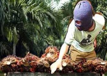 Polsek Kubu Berhasil Tangkap Pencuri Sawit, Penadah Masih Dalam Proses Pendalaman