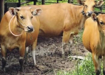 Aset Lembu BUMKEP di Pasir Limau Kapas Diduga Digelapkan